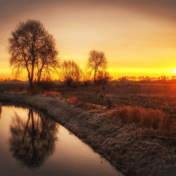 Lindeboomsland
