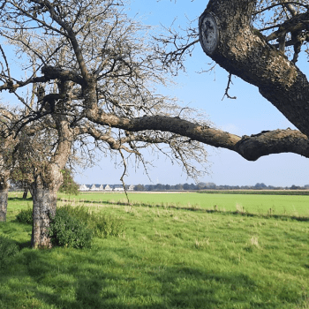 Kersenweide
